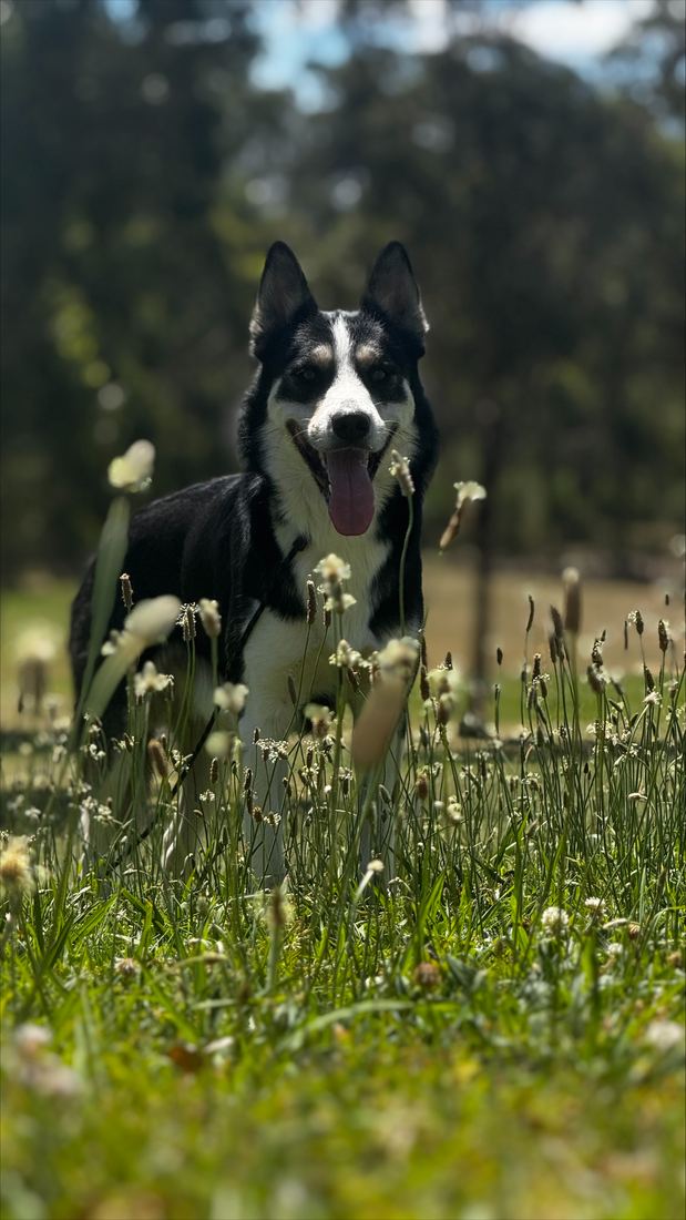 Ivar running in long grass